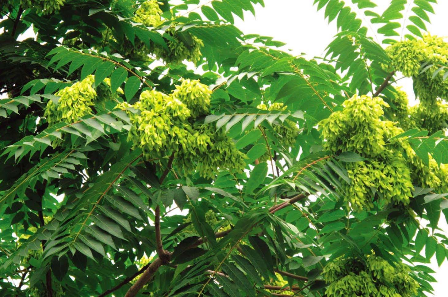 天津植物椿图片
